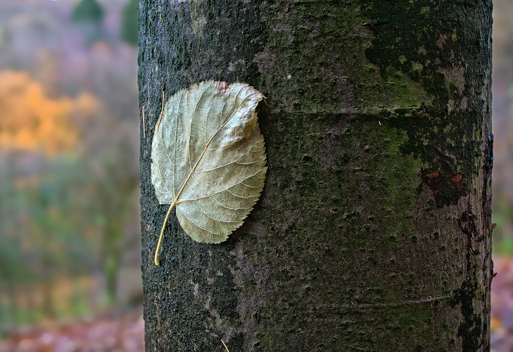 4711 Blatt-SAM_0761-1-Kopie.jpg